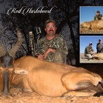 Red Hartebeest