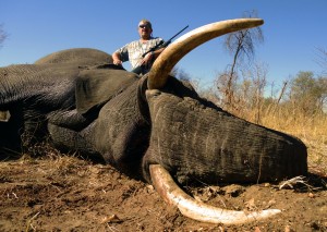 Elephant 1